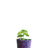 Grow Pot Purple and Pink